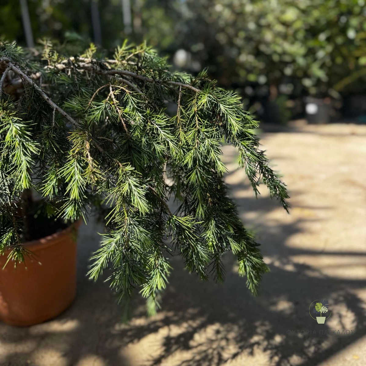 Κέδρος (Cedrus spp.) | Αειθαλές Κωνοφόρο για Μεγάλους Κήπους & Πάρκα - 12 lt